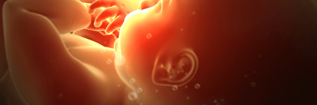 foetus début de vie