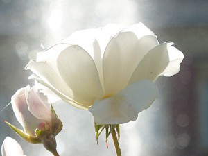 Lisieux - Fleur du jardin