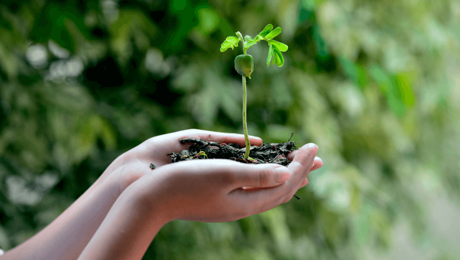 sobriété écologique