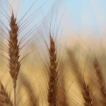 lettre adressée aux agriculteurs et agricultrices